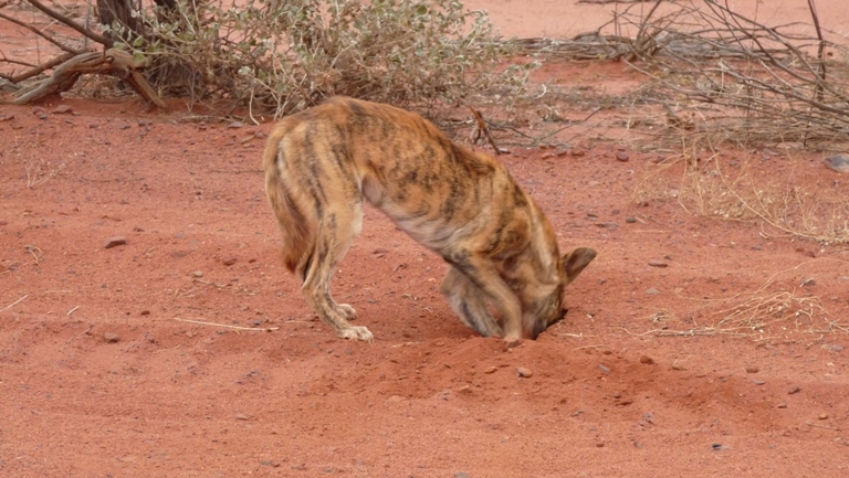 Dingo